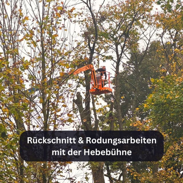 Baumfällung & Rodung
